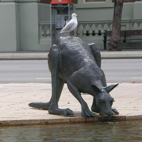 seagull on kangaroo