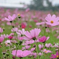 波斯菊花海