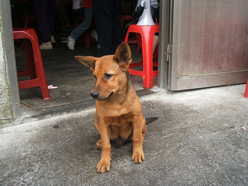 看家犬