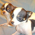 DSC00339.JPG