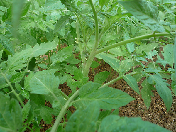 tomato flower