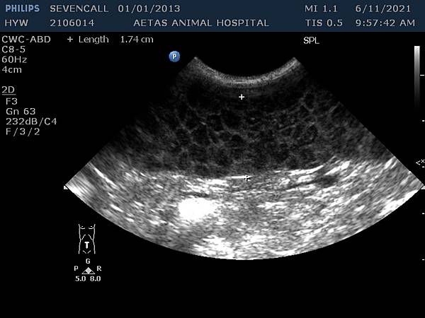 Canine Lymphoma-Spleen.BMP