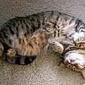 是我看過最會翻肚睡的貓