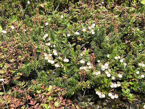 2023北海道親子遊 Day3 旭岳 富良野美瑛