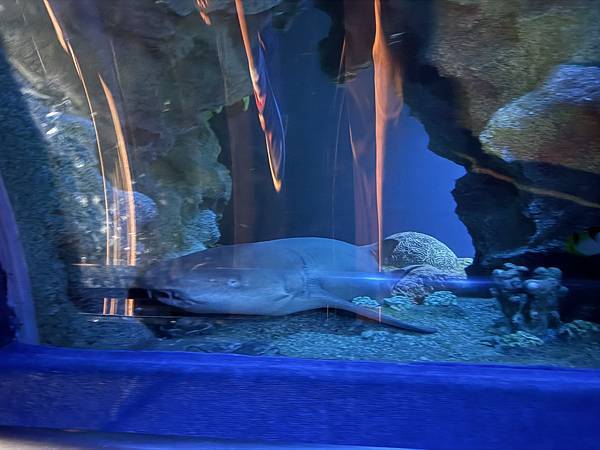 2024吉隆坡 Day2 吉隆坡水族館 吉隆坡塔