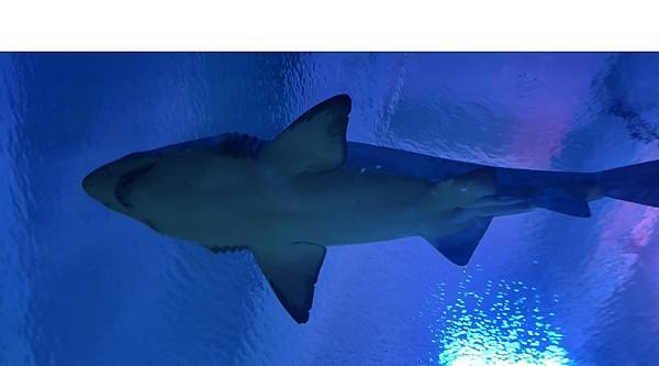 2024吉隆坡 Day2 吉隆坡水族館 吉隆坡塔