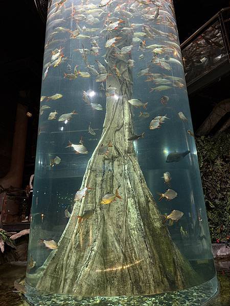 2024吉隆坡 Day2 吉隆坡水族館 吉隆坡塔