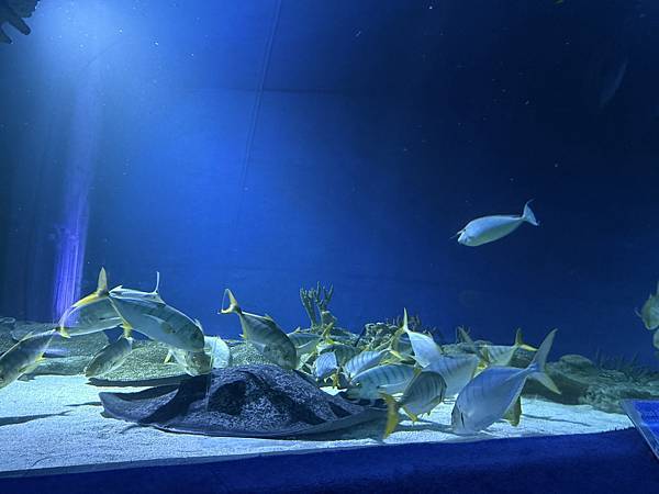 2024吉隆坡 Day2 吉隆坡水族館 吉隆坡塔