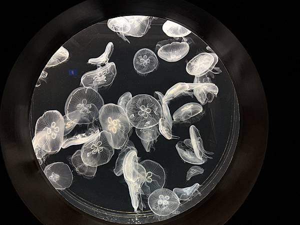 2025日本東北之旅 Day2