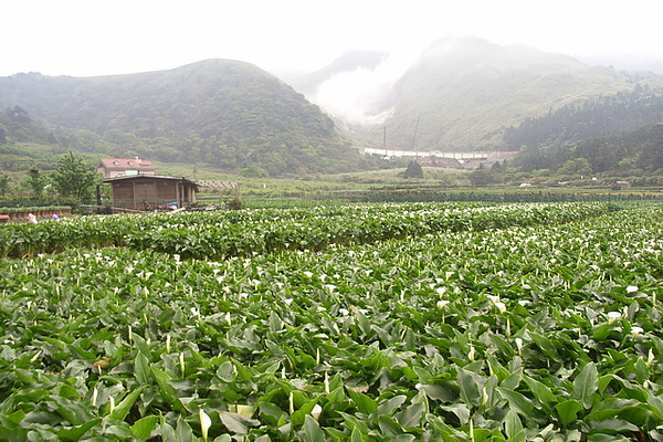 後面那條不知名的白色高架橋(?)很煞風景