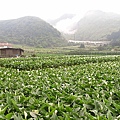 後面那條不知名的白色高架橋(?)很煞風景