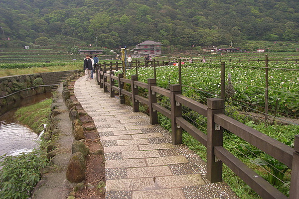 繞海芋田的小徑