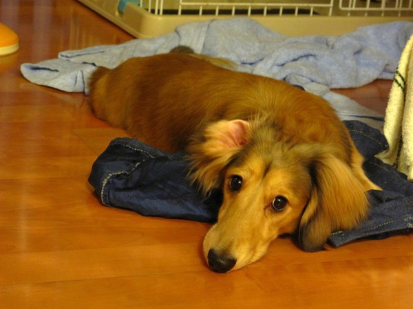 深夜的米漿-累了! 馬麻怎麼還不睡??