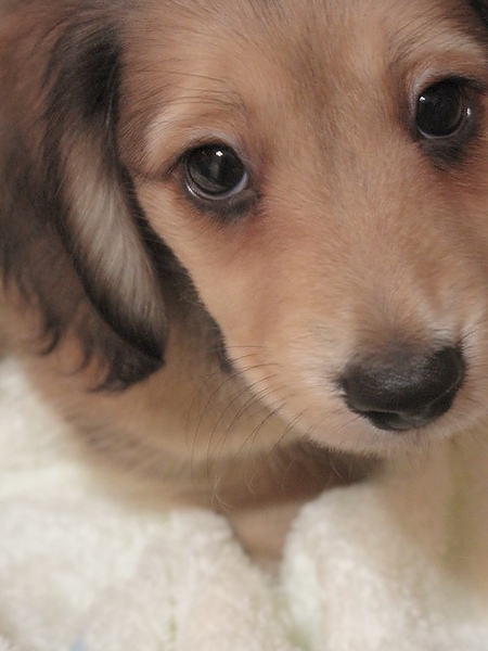 米漿麻:嗚~別用這可憐的眼光殺我! 我怕怕~