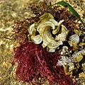 seaweed-3629075__340.jpg