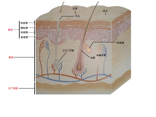 皮膚的生理構造
