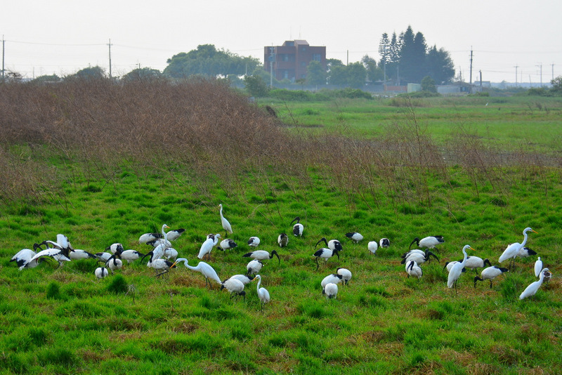 鰲鼓濕地_066.jpg