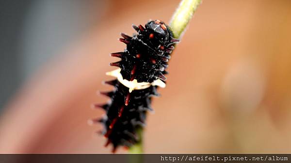 紅紋鳳蝶-幼蟲-001.JPG