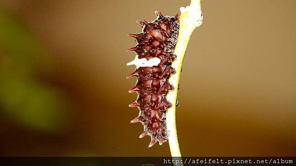 紅紋鳳蝶-幼蟲-019.JPG