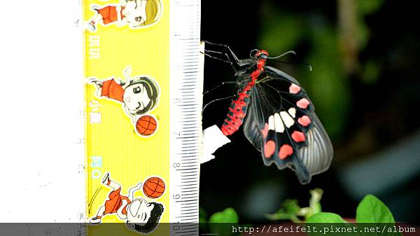 紅紋鳳蝶-尺標-001.JPG