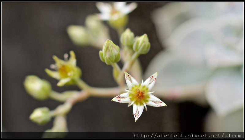 石蓮花 - P4156588 (1)