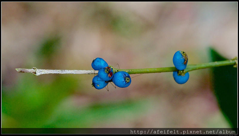 P3098998 (1)