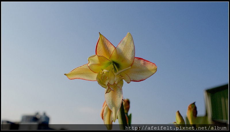 孤挺 - 07 - HARLEQUIN羅曼史 - P4046510 (1)