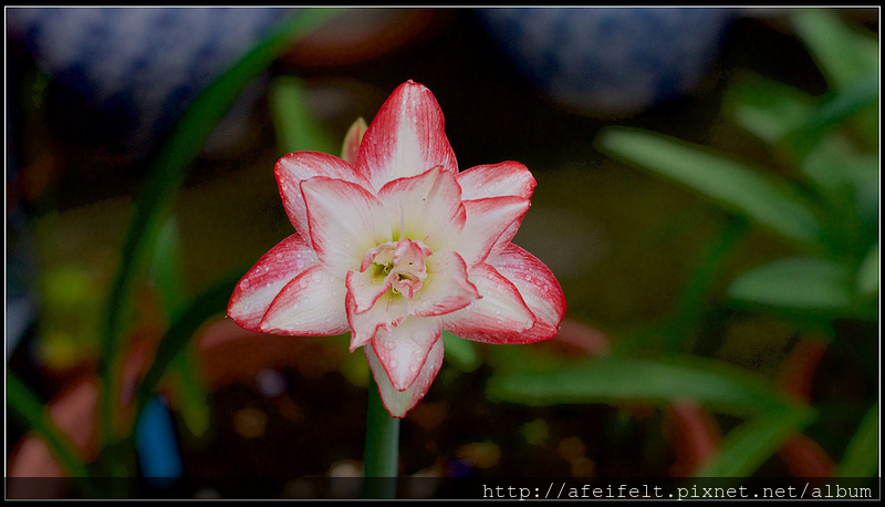 孤挺 - 13 - Blossom Peacock千禧、花孔雀 - P1240424 (1)