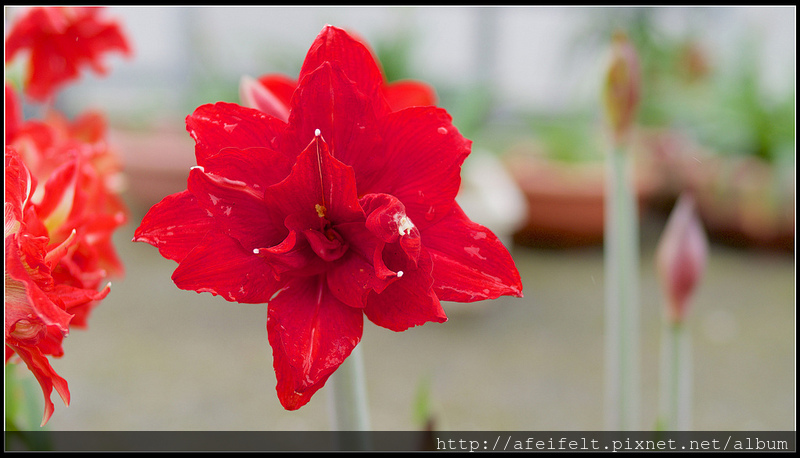 孤挺 - 14 - Red Peacock紅孔雀 - P4126549 (1)