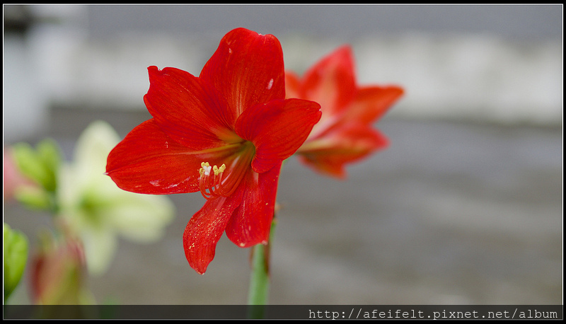 孤挺 - 16 - Red Lady紅姑 - P4156586 (1)