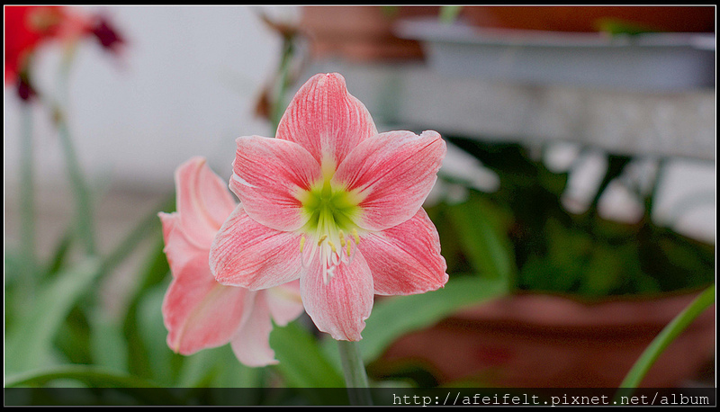 孤挺 - 36 - Amalfi 阿瑪爾菲 - P1240759 (1)