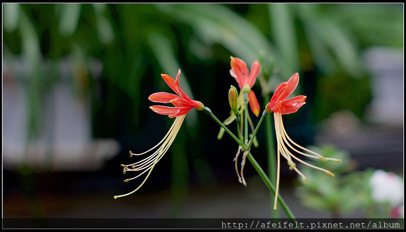 龍鬚石蒜 - P1240564 (1)