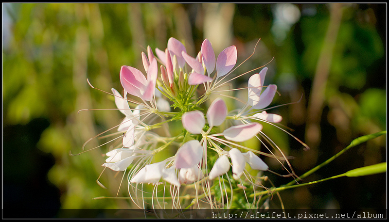 醉蝶花 - P4026491 (1)