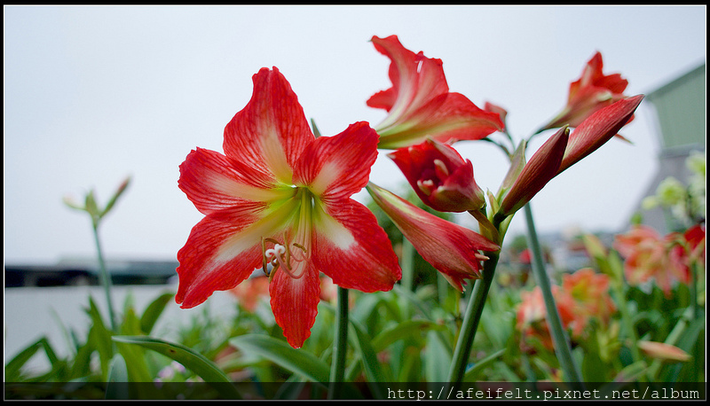 孤挺 - 15 - BabeStar寶貝之星-P4161541 (1)