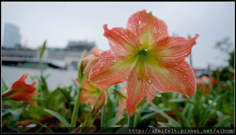 孤挺 - 16 - Strip Orange條紋橘孤-P4161537 (1)