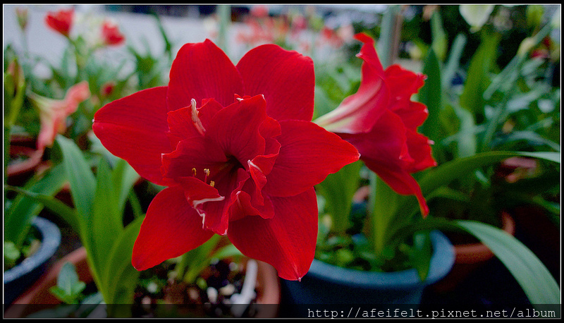 孤挺 - 20 - Red Peacock紅孔雀-P4171563 (1)