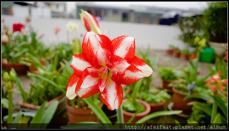 孤挺 - 31 - Exotic Peacock異域孔雀-P4221727 (1)