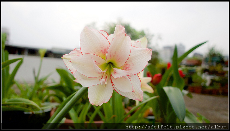 孤挺 - 32 - Flaming Peacock火焰孔雀-P4221732 (1)