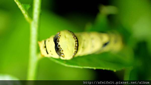 無尾鳳蝶-幼蟲-終齡-TYPE B-010.JPG