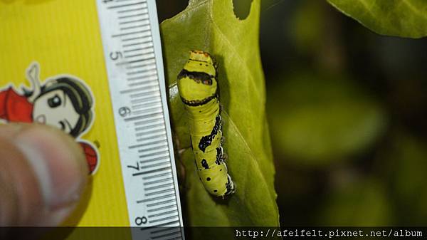 無尾鳳蝶-尺標-終齡-TYPE B-001.JPG