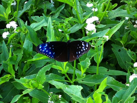 IMG_0795 IMG_0795