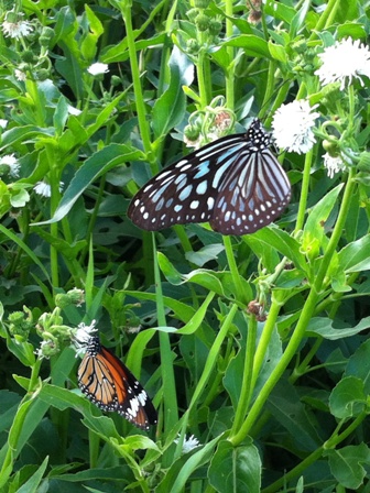 IMG_0904 IMG_0904