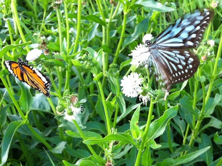 IMG_0910 IMG_0910