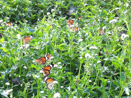 IMG_0866 IMG_0866