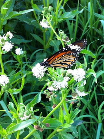 IMG_0825 IMG_0825