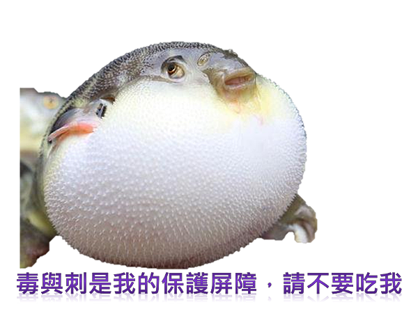 河豚的怨念 我行我素 痞客邦