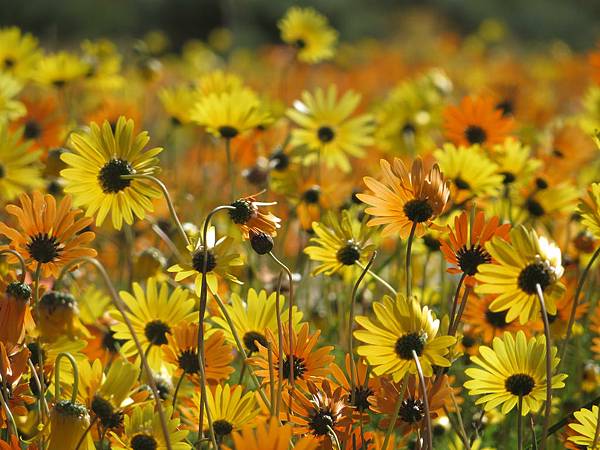 namaqualand_daisies