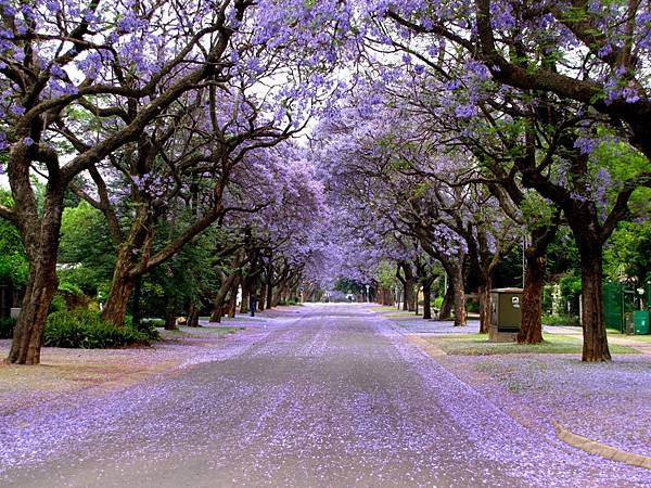 Jacaranda 3