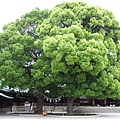 20060508-23-樹.