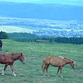 048 九州橫斷道路－馬.JPG